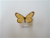 藏品(苧麻珍蝶)的圖片